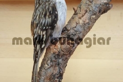 tree-creeper